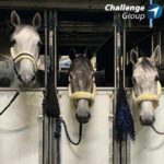 Challenge Handling transported 7000 horses on to charter flights in 2022